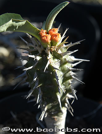 Euphorbia viguieri